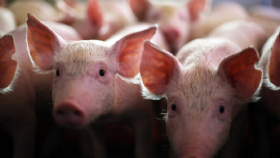 Африканская чума свиней добралась до Южной Кореи